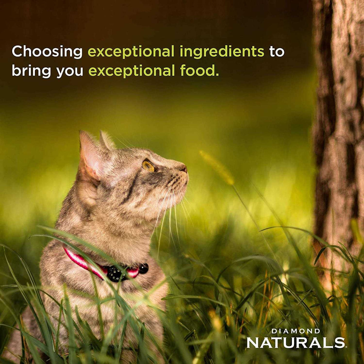 Chicken Meal & Rice Formula Dry Cat Food P5192