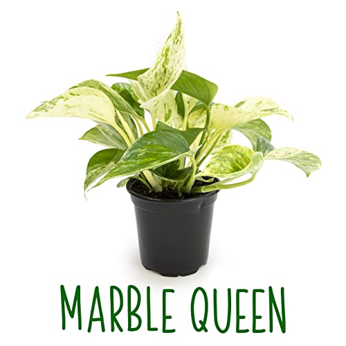 4PK Live Pothos Indoor Houseplants T26499