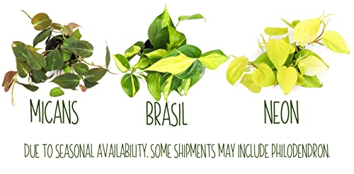 4PK Live Pothos Indoor Houseplants T26499