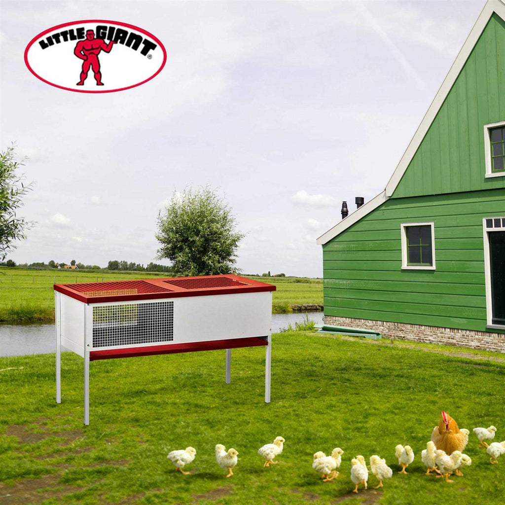 Chick Brooder Box Galvanized P350