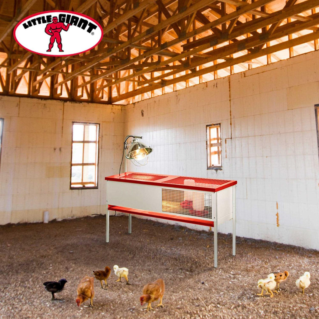 Chick Brooder Box Galvanized P350