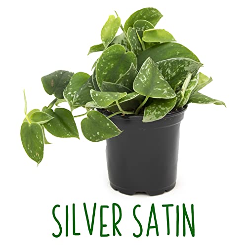 4PK Live Pothos Indoor Houseplants T26499