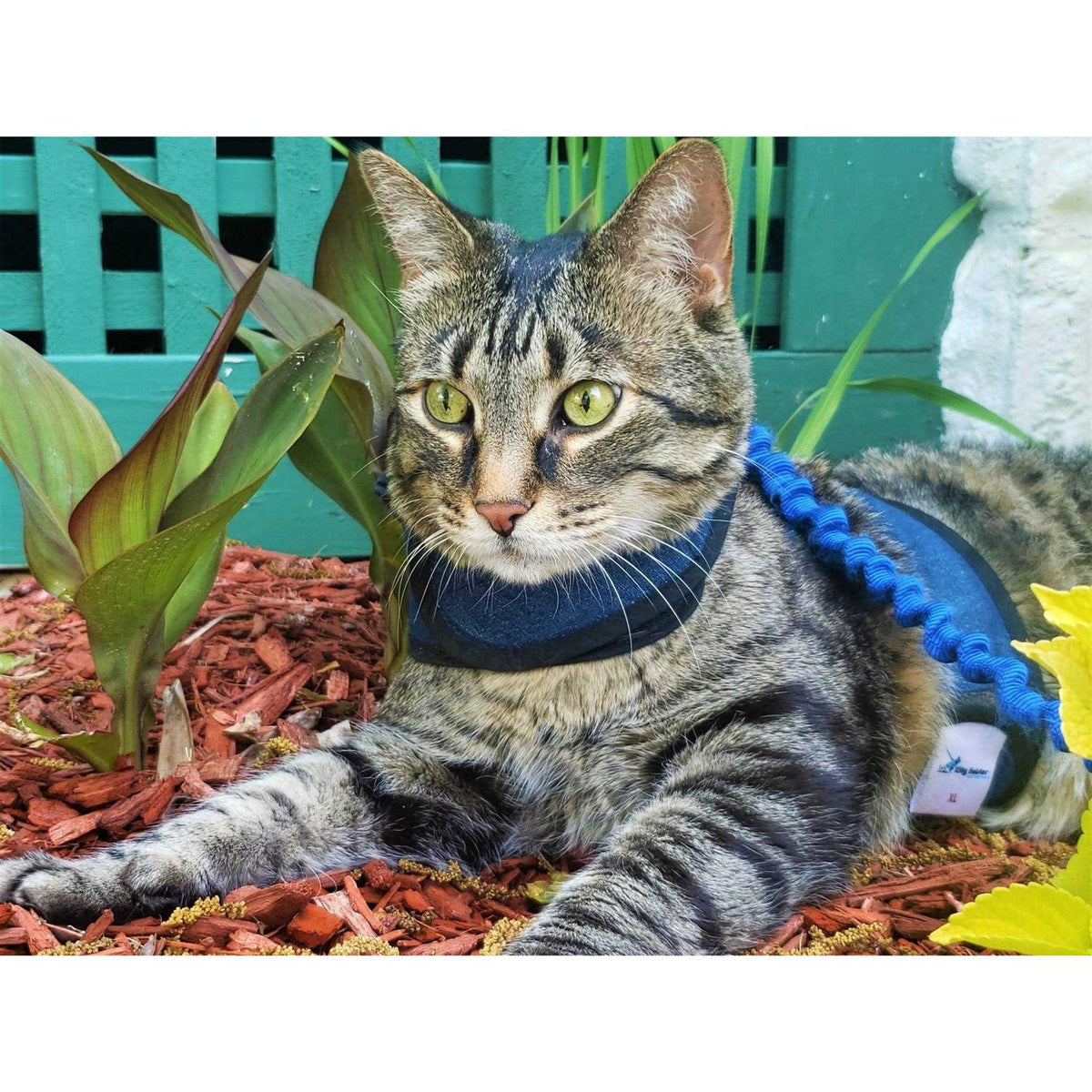 Cat Harness P80373