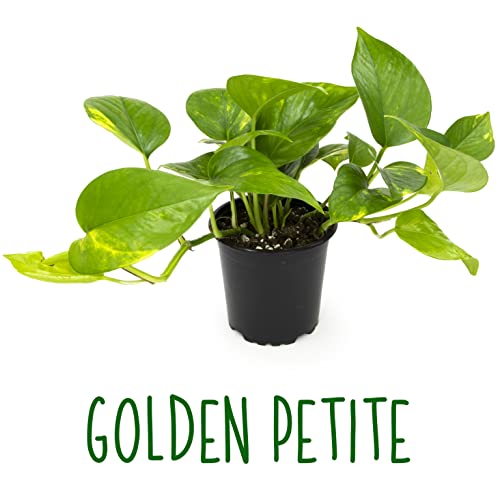 4PK Live Pothos Indoor Houseplants T26499