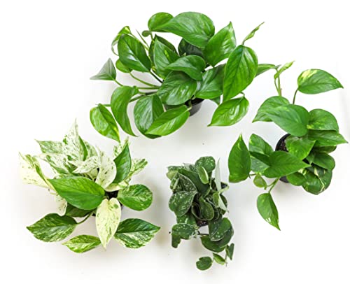 4PK Live Pothos Indoor Houseplants T26499