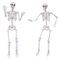 5.4Ft Posable Plastic Skeletons 2Pack E72803
