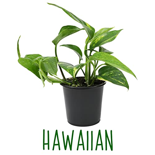 4PK Live Pothos Indoor Houseplants T26499