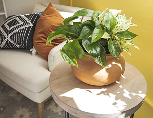 4PK Live Pothos Indoor Houseplants T26499