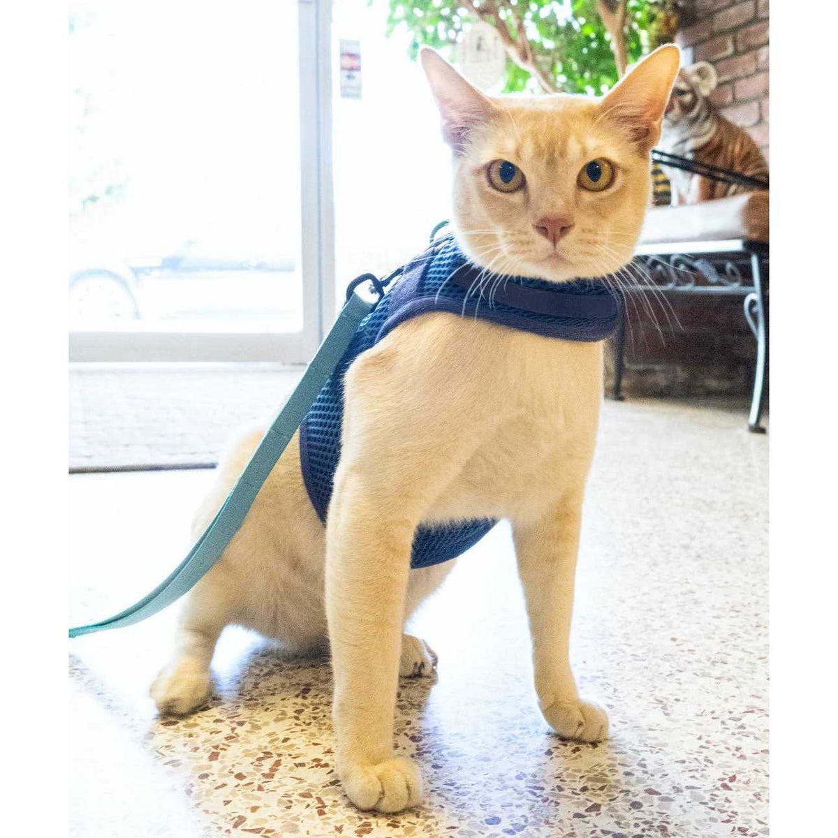 Cat Harness N654954