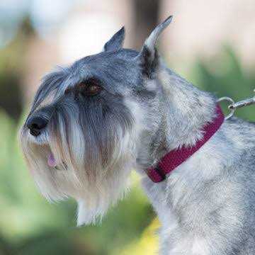 Dog Collar D136763