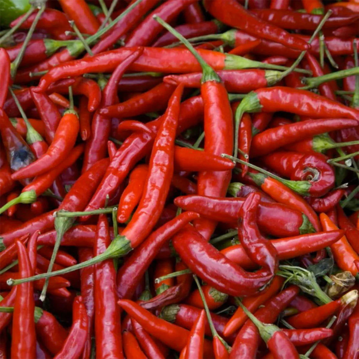 Cayenne W807196