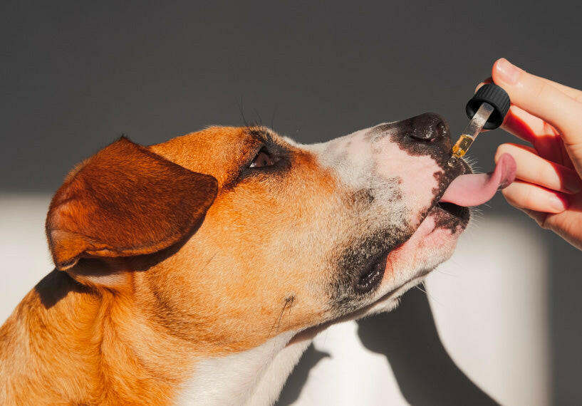 900mg Organic CBD Tinctures for Dogs, Cats and Pets X70254