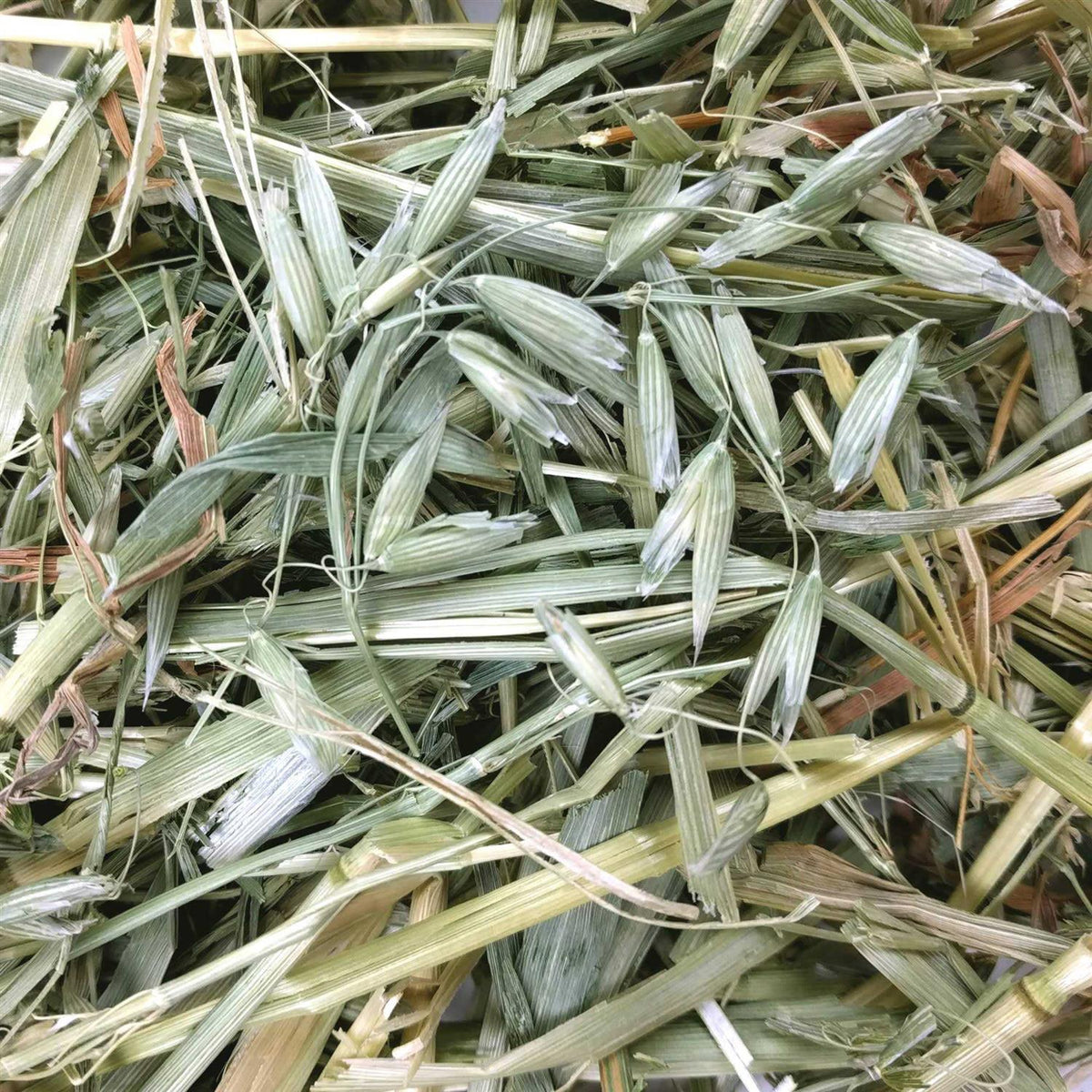 Oat Hay Pet Supplies L231620