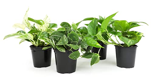 4PK Live Pothos Indoor Houseplants T26499