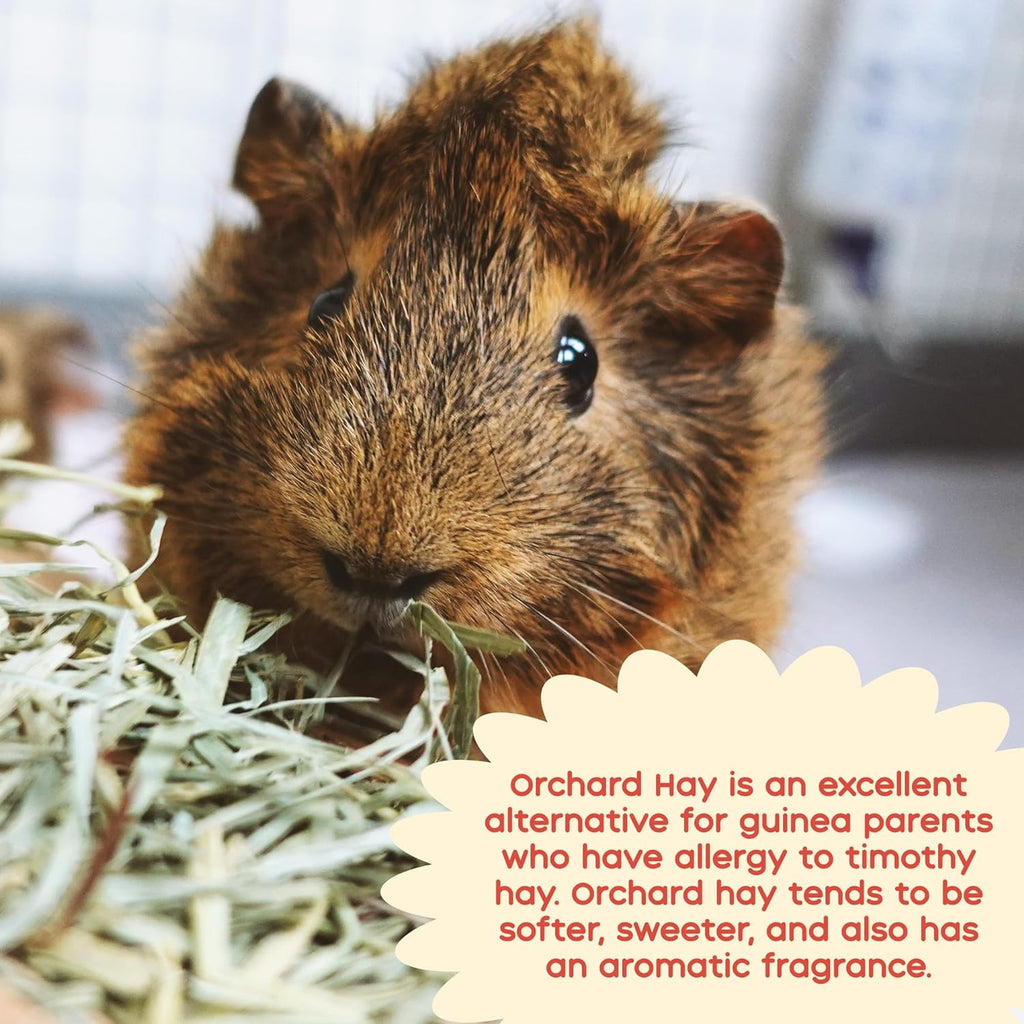 Orchard Hay Guinea Pig Food 5 Pack R62477