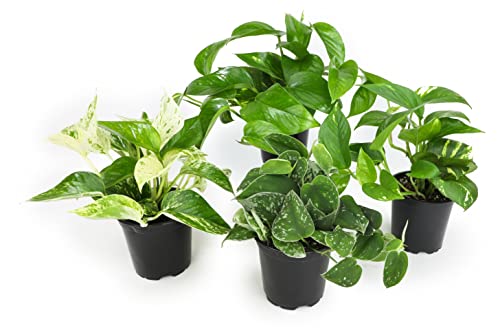 4PK Live Pothos Indoor Houseplants T26499
