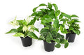4PK Live Pothos Indoor Houseplants T26499