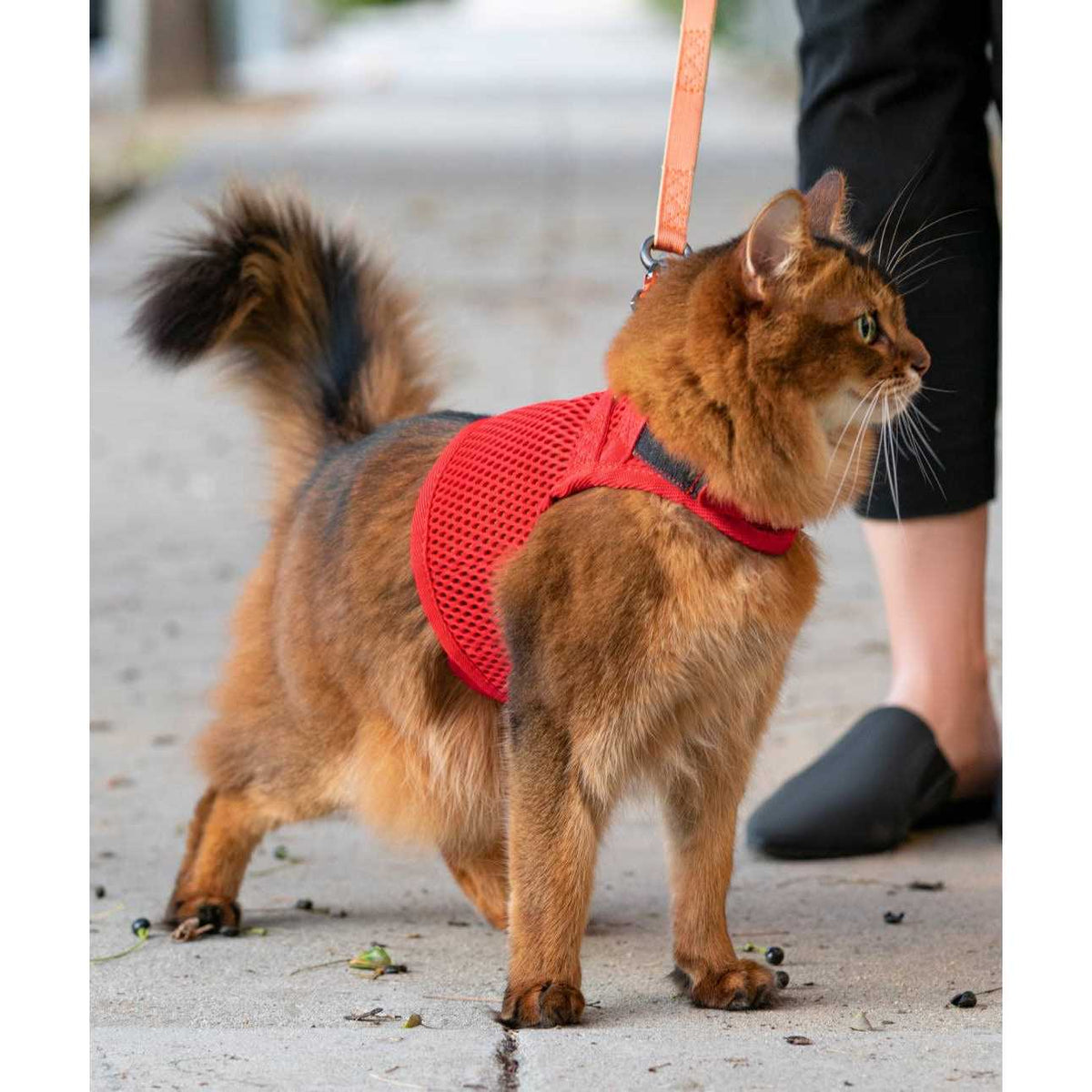 Cat Harness N654954