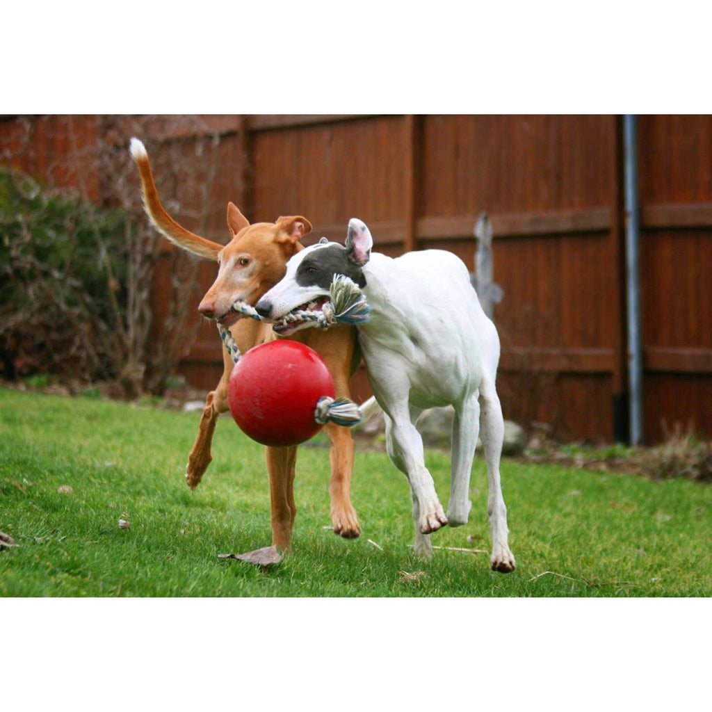Pet Supplies X6173