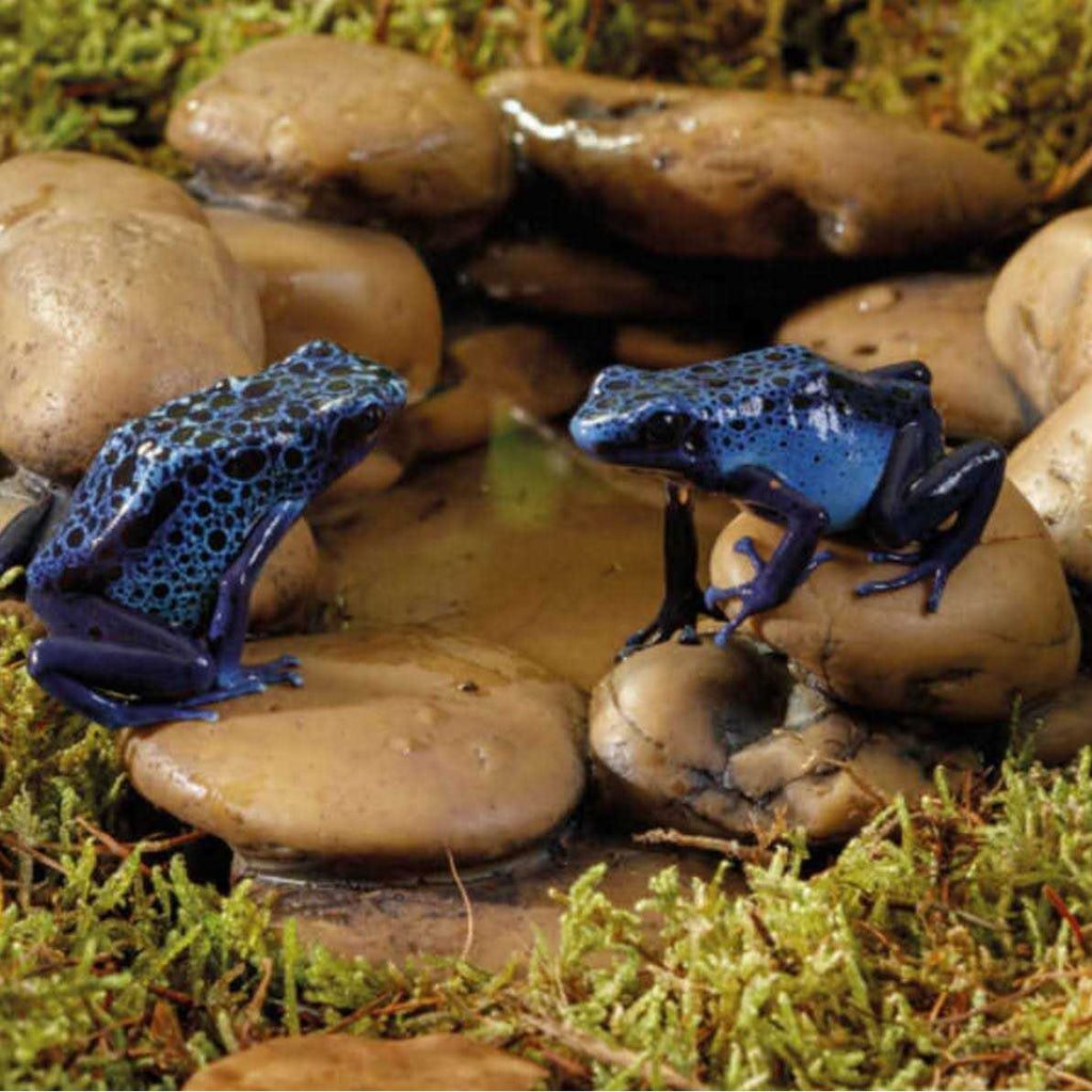 Frog Pond V516