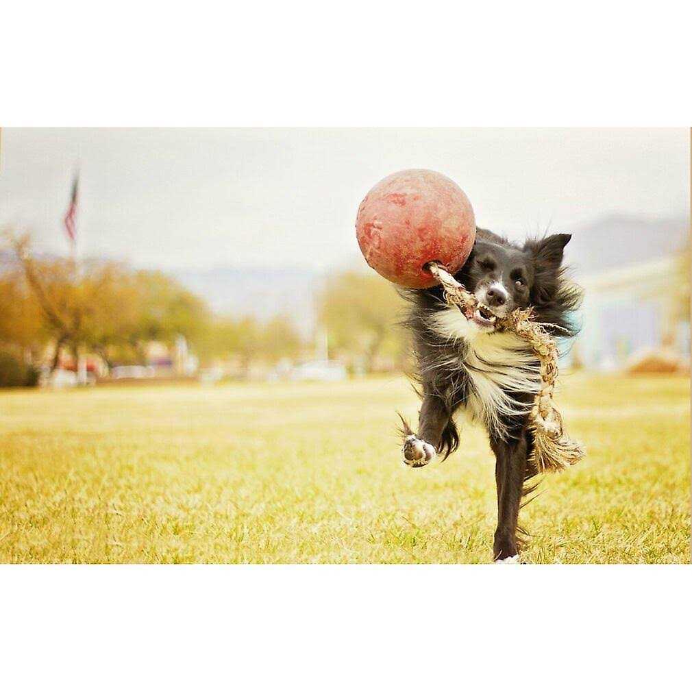 Pet Supplies X6173