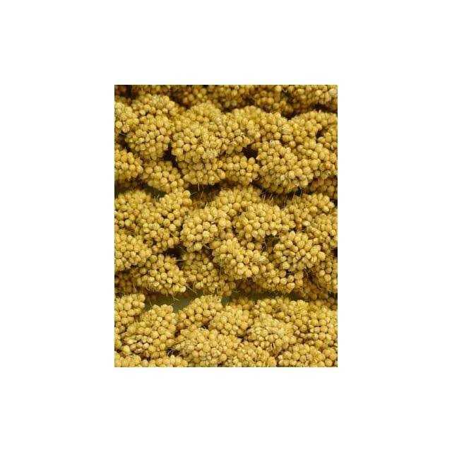 Spray Millet Z827