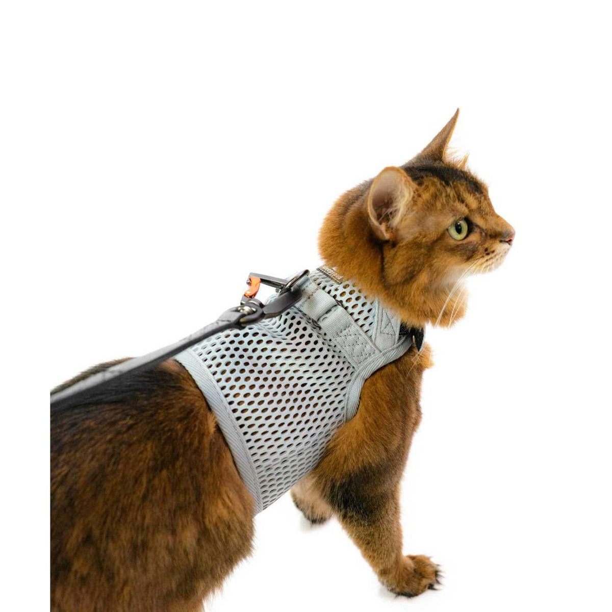 Cat Harness N654954