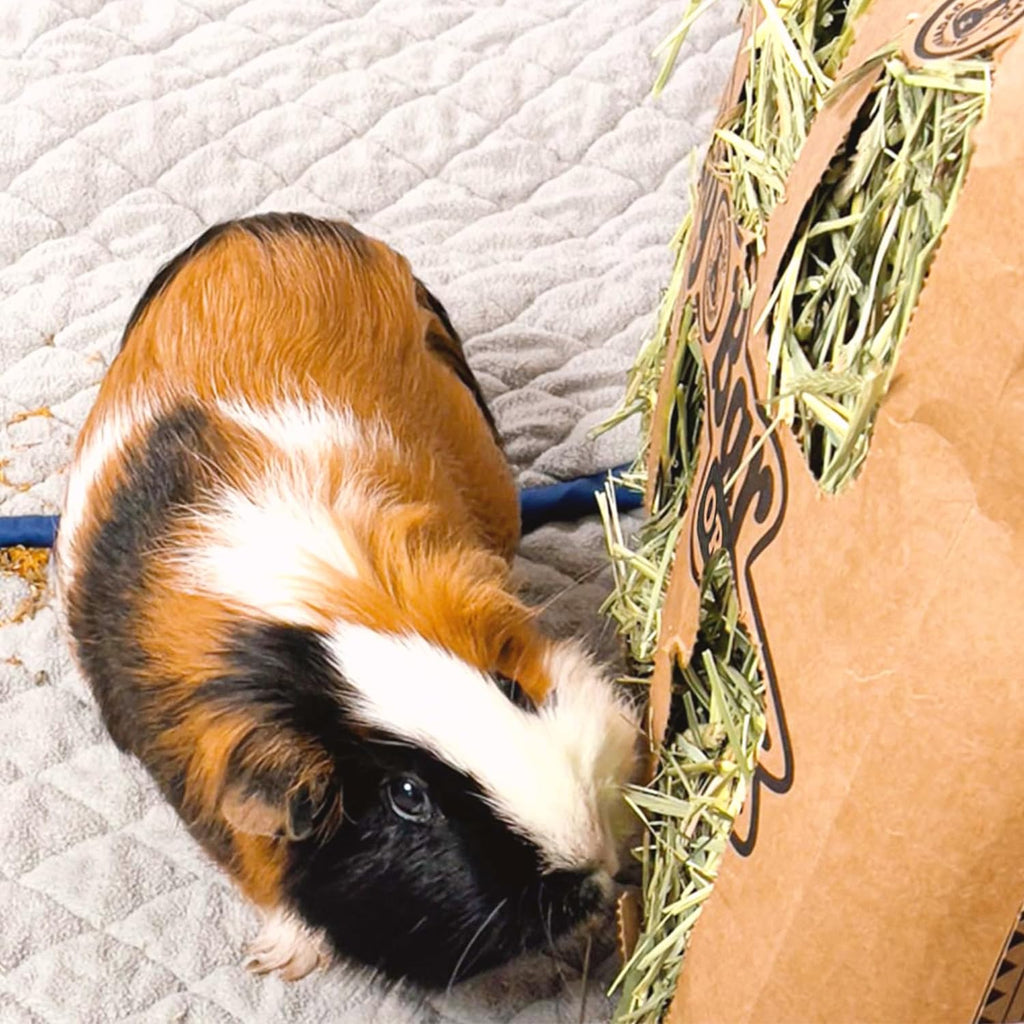 Orchard Hay Guinea Pig Food 5 Pack R62477